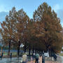 今日は滋賀高島のメコセコイヤ並木を観に行きました！