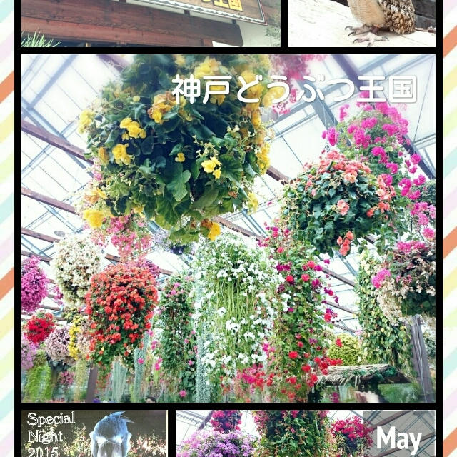 Special Night❤神戸どうぶつ王国