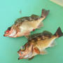 【再掲】春告げ魚仕立ての案内