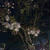 3/29　夜桜