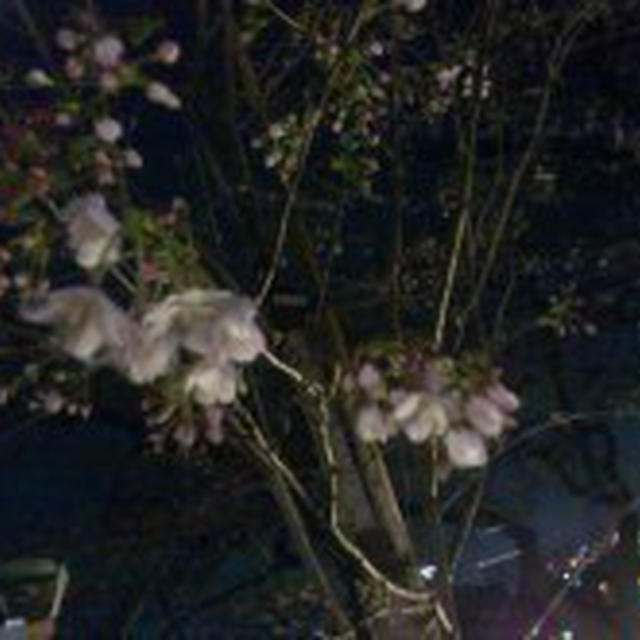 3/29　夜桜
