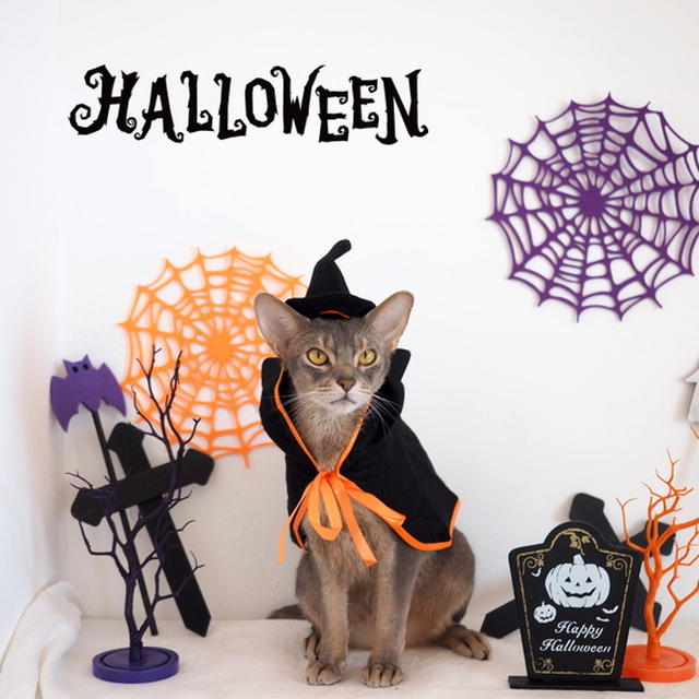 猫たちのHalloween🎃仮装、あっさり成功しました！