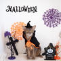 猫たちのHalloween🎃仮装、あっさり成功しました！