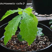＊ガーデニング＊謎の植物＊マックカフェ＊
