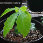 ＊ガーデニング＊謎の植物＊マックカフェ＊