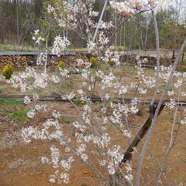 続々と開花♪　楽しみな季節になってきました　2013/5/12（日）