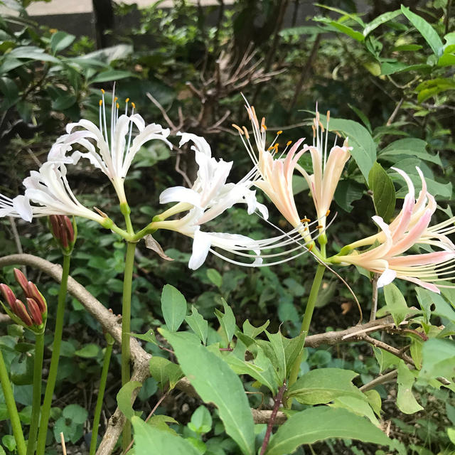 差し色逆転のカラフルケンでお刺身