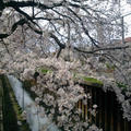 今年のお花見