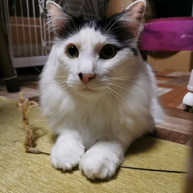 ススキのじゃらしが好き