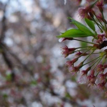 花の季節です