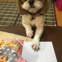 【犬用クッキープレゼント】ポポちゃんのお写真いただきました☆