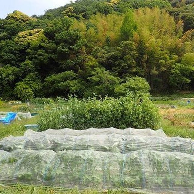 トウモロコシ支柱立て☆葉山農園（5月中旬）