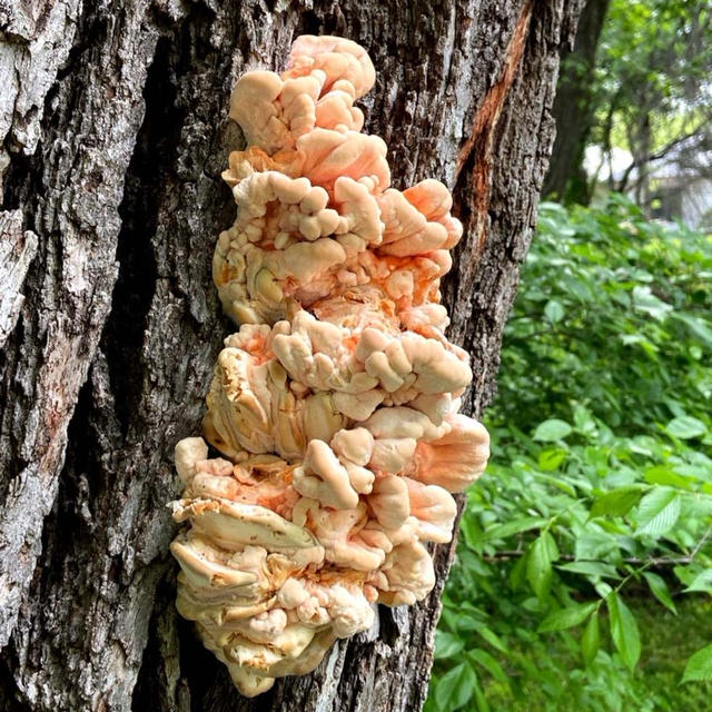 このきのこは食べられるの⁉︎
