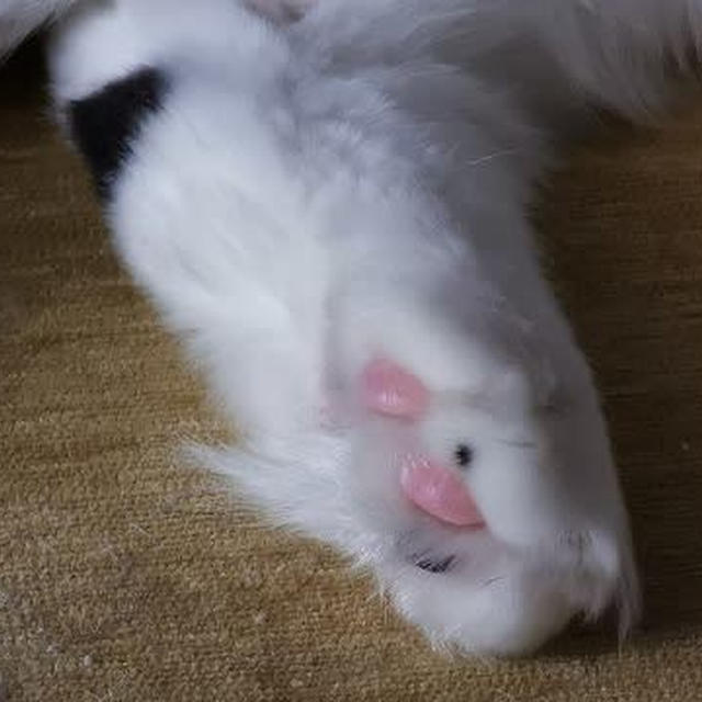 肉球のはみ毛