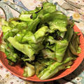 春キャベツの塩昆布サラダ。超簡単ボウルも包丁も使わないデリレシピ。