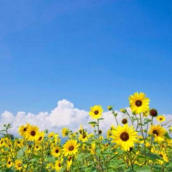 今年の夏休みのお昼ごはんもルーティン化！