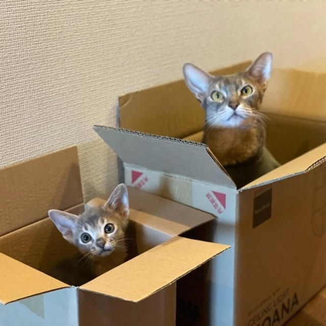 箱入り息子さんたち