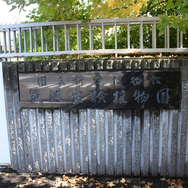 【お散歩】筑波実験植物園
