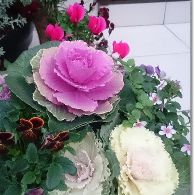 葉ボタンの寄せ植えと美味しいパンと手作り味噌★