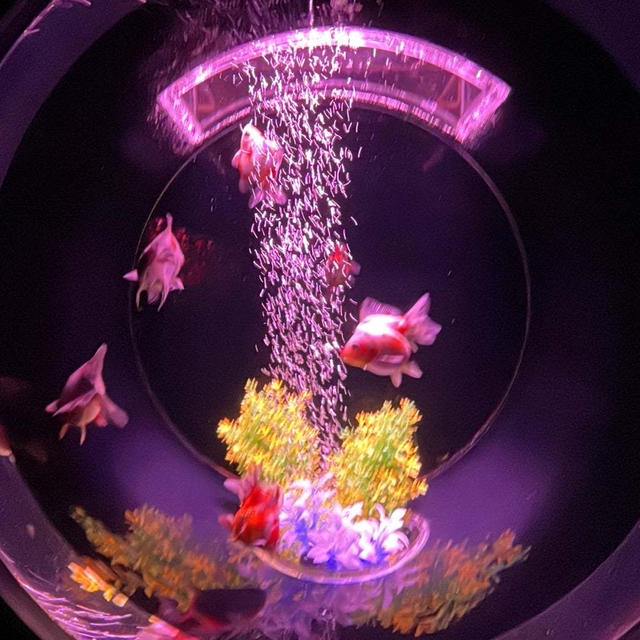 アートアクアリウム