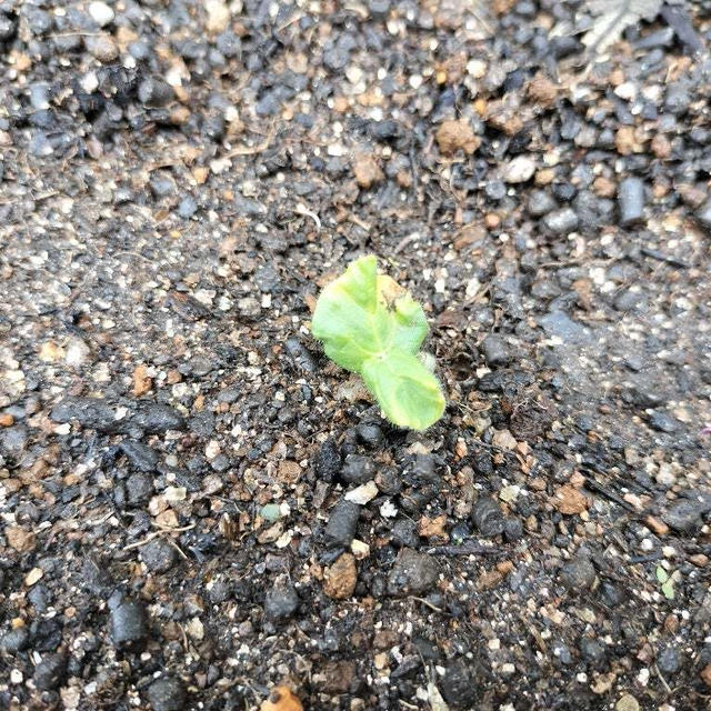 オクラが発芽！