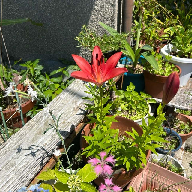 謎の葉っぱはひゆ菜らしい