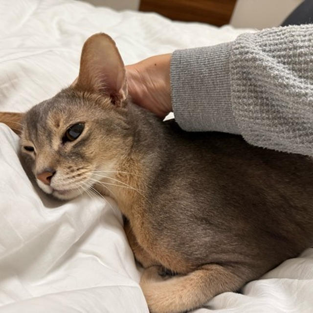 寝る前も、甘えんボーイなぼくちん