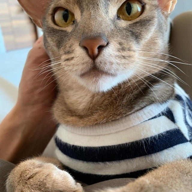 悲しみを癒してくれるのも、猫たち