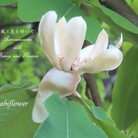 ホオノキ そして・・・　新緑の里山で出会った花