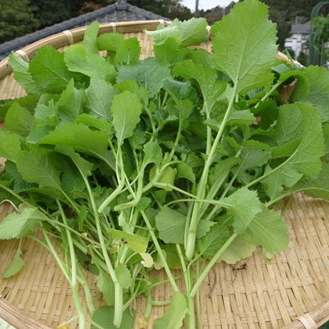 カラシナ（マスタード）栽培☆種まき時期と育て方 