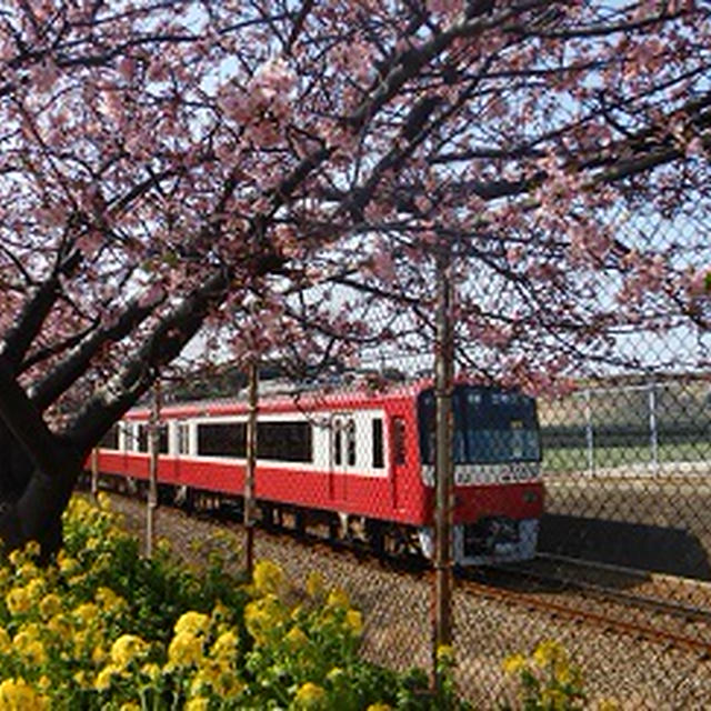 三浦海岸 桜まつり