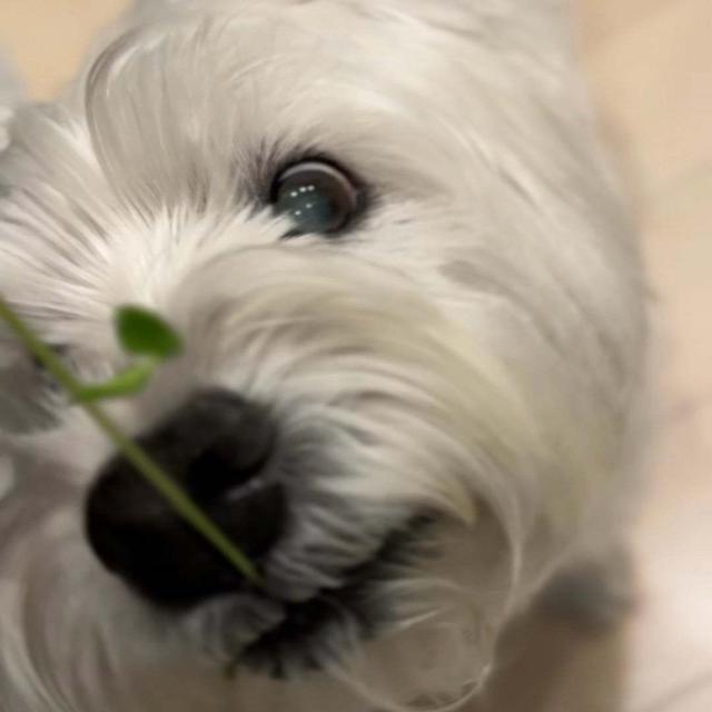 豆苗を食べる！食べる？