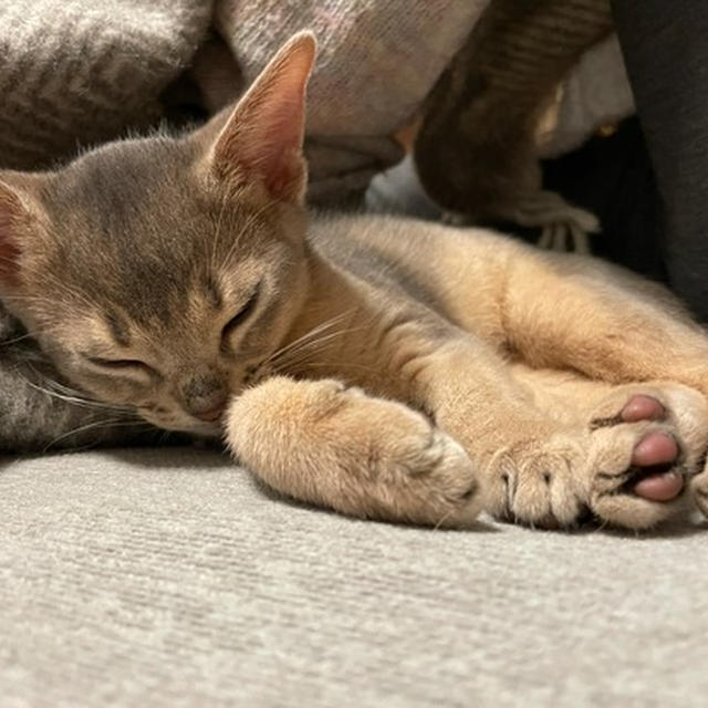 わかさま、飼い主のからだにピトッとくったいて、ちょこっと眠った(*´ω`*)