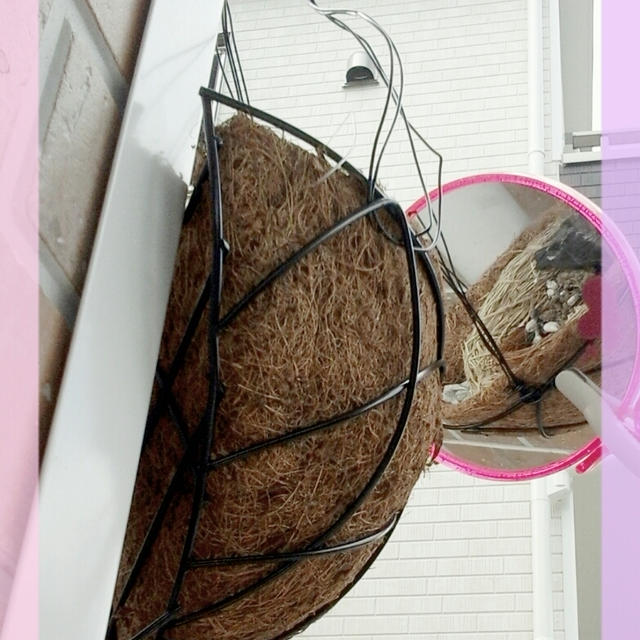 ツバメの雛ちゃん♪