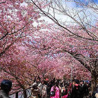 【2015】河津桜と日帰り温泉「禅の湯」