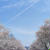 桜通り