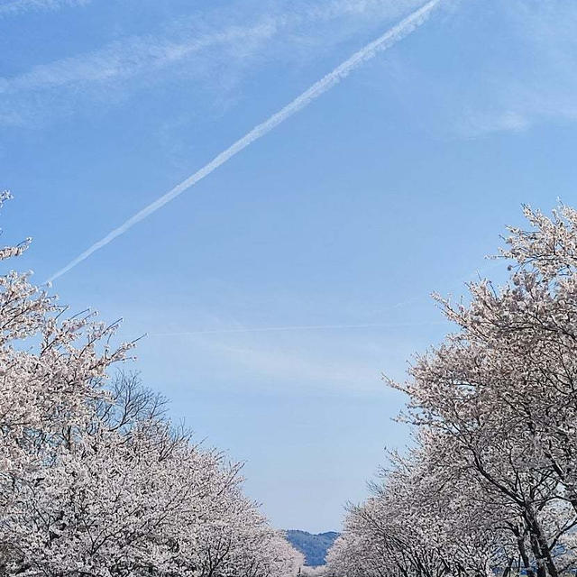 桜通り