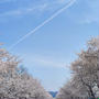 桜通り