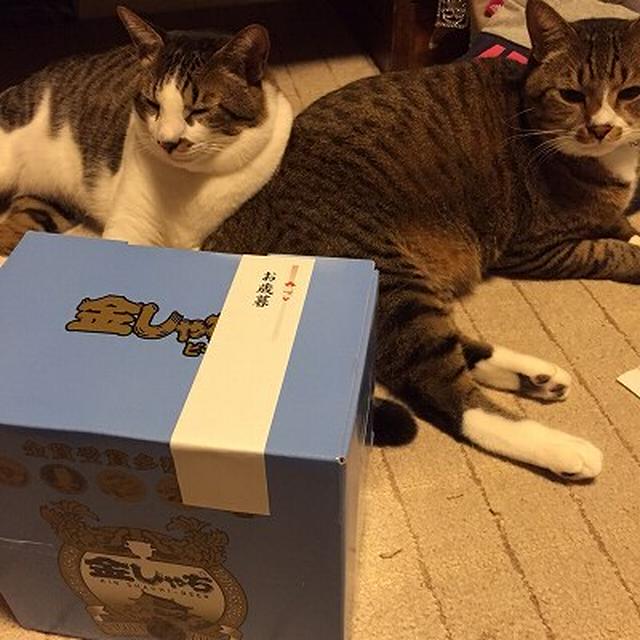 お歳暮とにゃんこ。金しゃちビールと明宝ハム