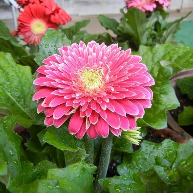 美しい花と花言葉①