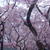 高遠城址公園の桜