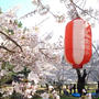 和歌山城の桜花見レポート2012　*満開*