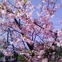 ☆桜が咲いてました☆