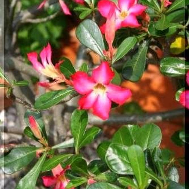 ◆茄子～茄子～茄子のおうちごはん♪～アデニウムの花♪