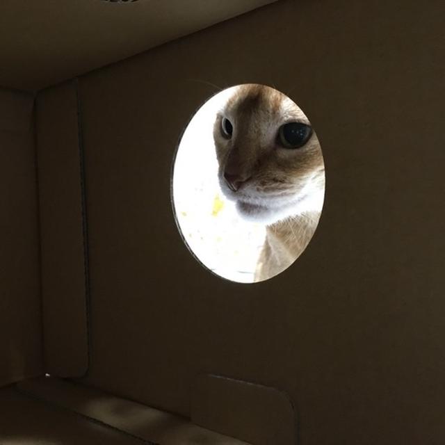 ひな子のクリームパンくんれん