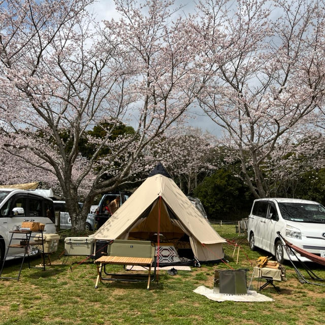 お花見キャンプ♪成田ゆめ牧場①