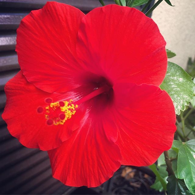 【Instagram】ハイビスカス久々の開花。夏本番！#ハイビスカス #夏本番 #hibiscus #mygarden #myflowers