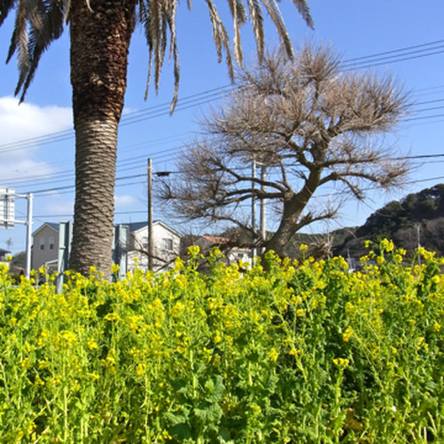南房総・館山の風景 (14)　花摘みを楽しんできました♪