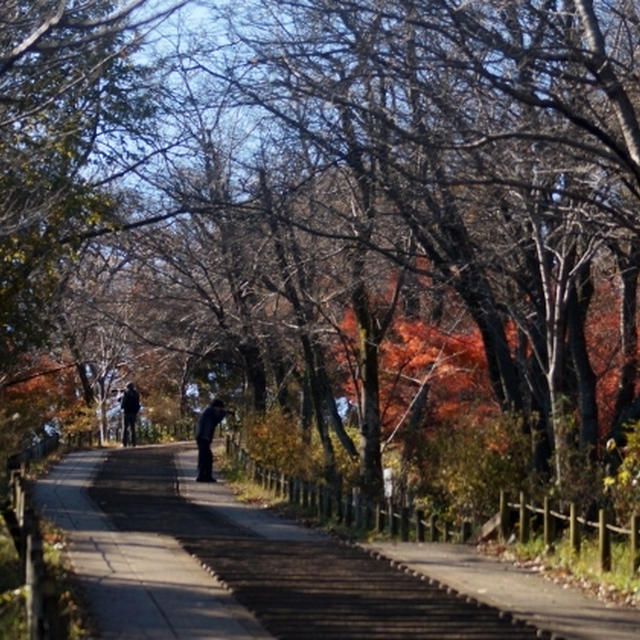 【続・秦野の弘法山公園散策編】です♪