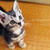 子猫☆